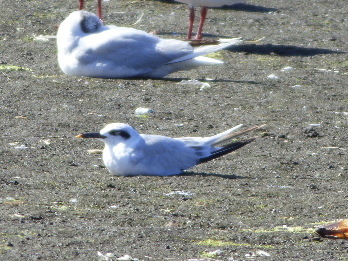 Snowy-crowned Tern - Fiona Santibáñez