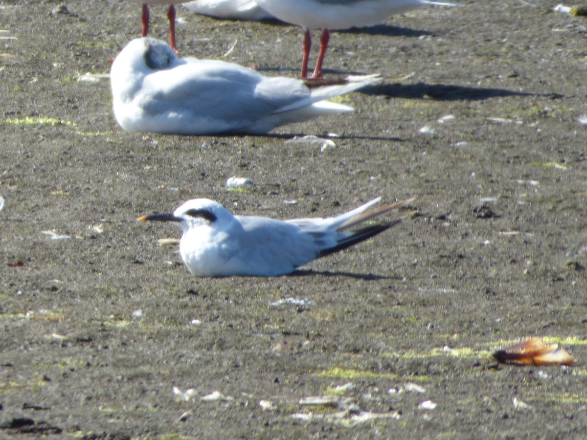 Snowy-crowned Tern - Fiona Santibáñez