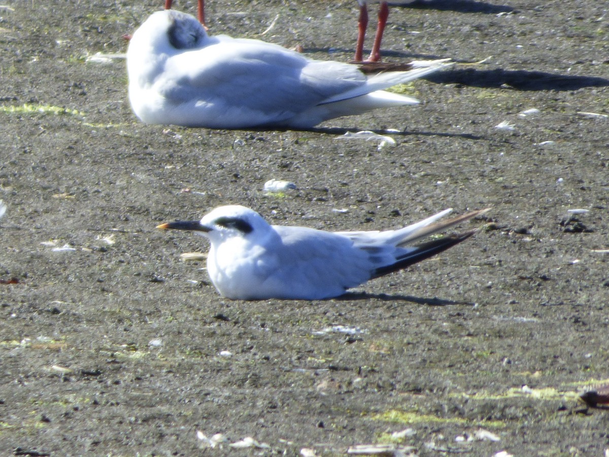Snowy-crowned Tern - ML615453330