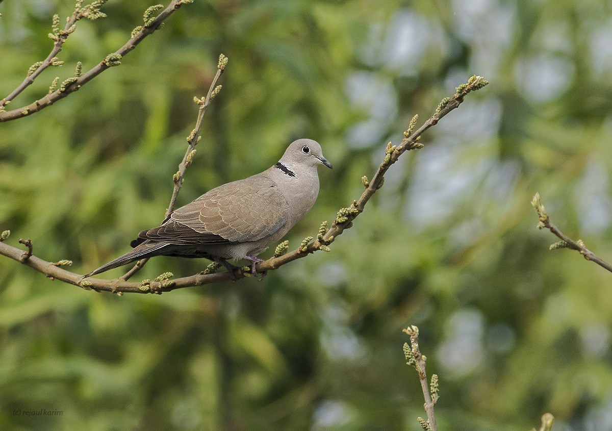 Eurasian Collared-Dove - ML615453341