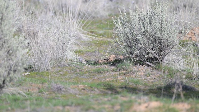 Sagebrush Sparrow - ML615453347