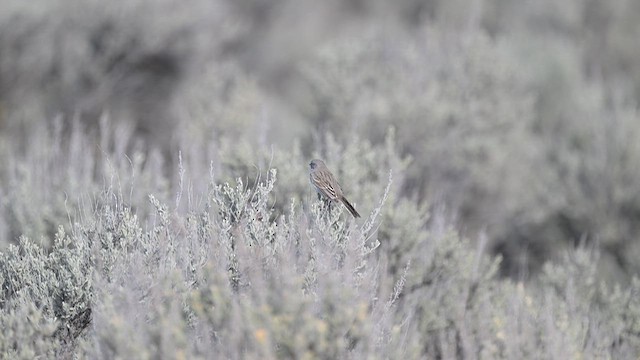 Chingolo de Nevada - ML615453348