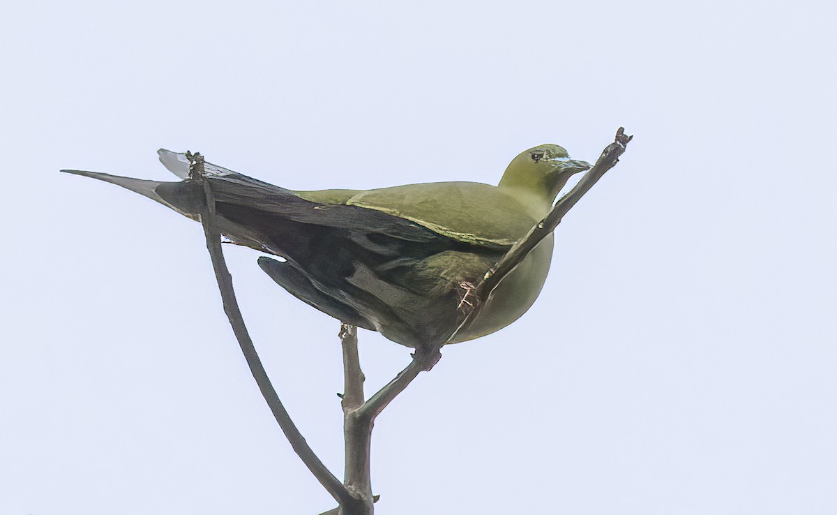 Острохвостый зелёный голубь - ML615453350