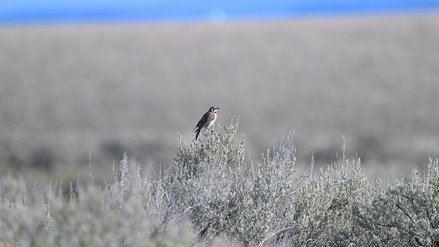 Horned Lark - ML615453351