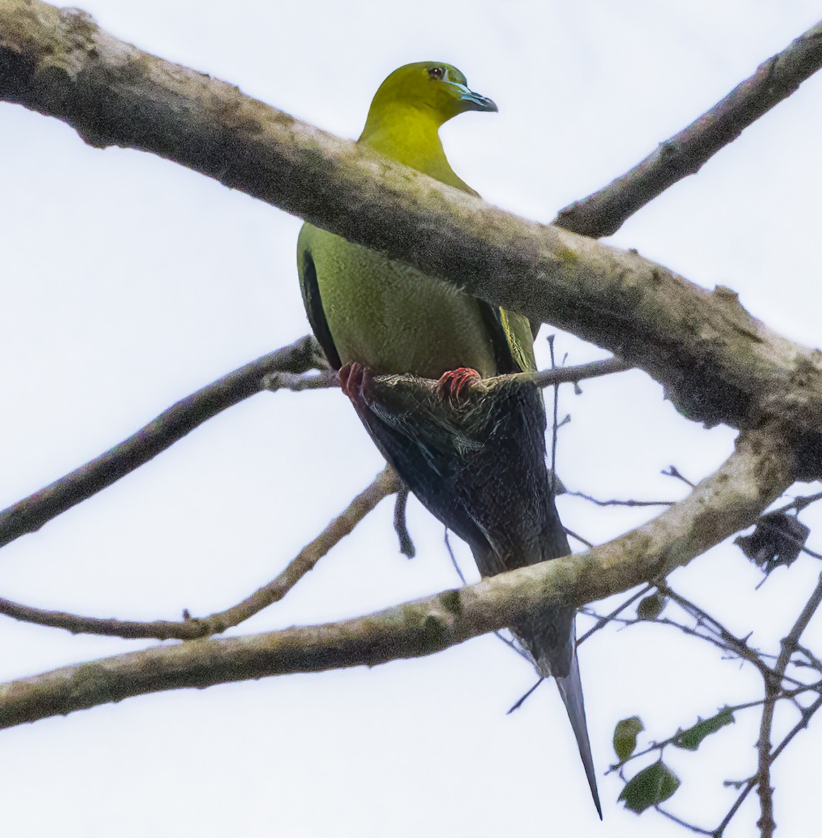 Pin-tailed Green-Pigeon - ML615453352