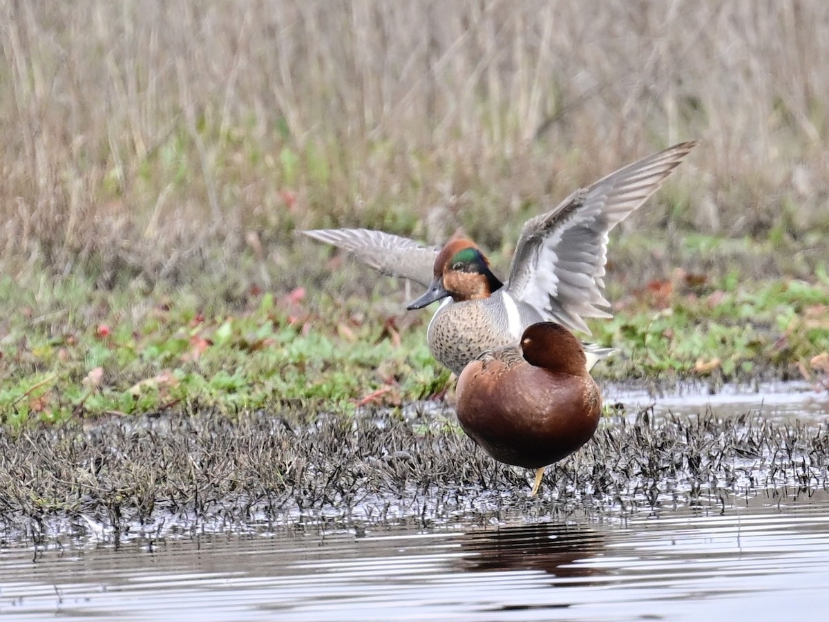 Green-winged Teal - ML615453419