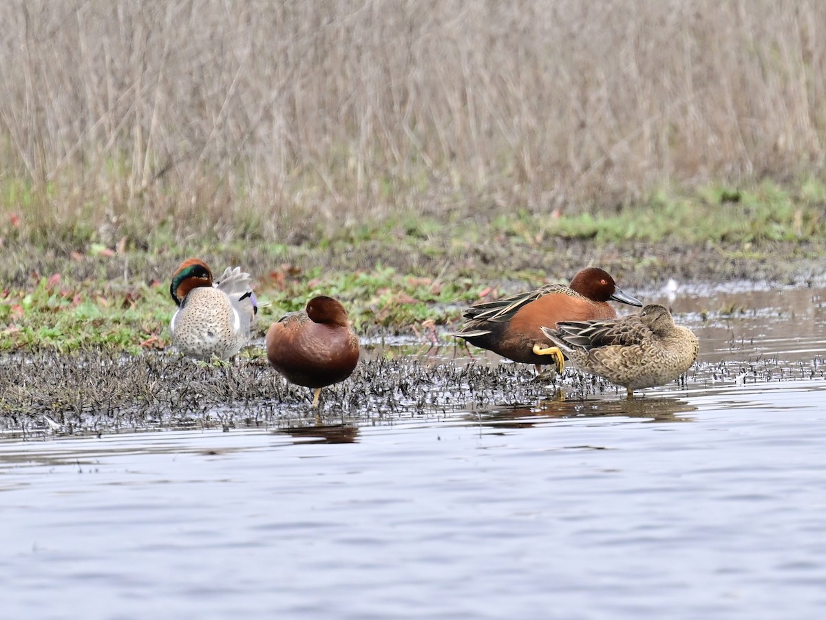 Green-winged Teal - ML615453420