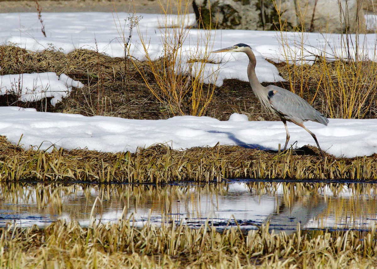 Great Blue Heron - ML615453447