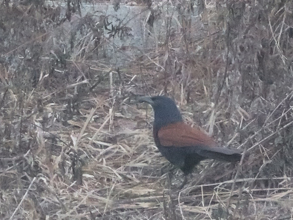 Greater Coucal - ML615453450
