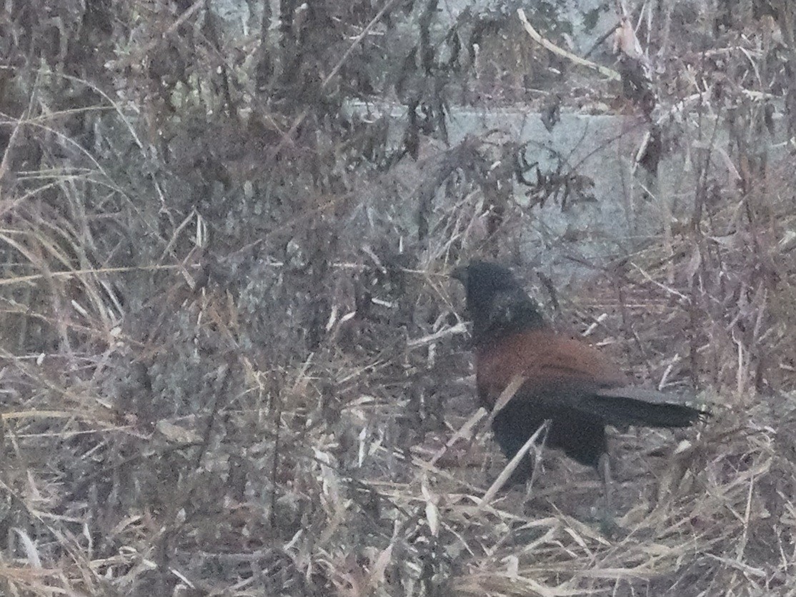 Greater Coucal - ML615453451
