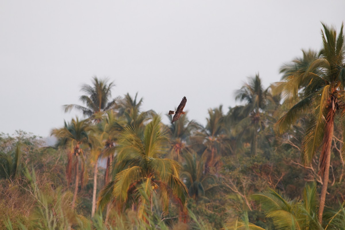 Northern Harrier - Fabian Salinas