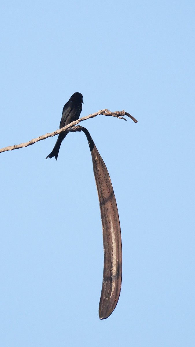 Хар доронго - ML615453520