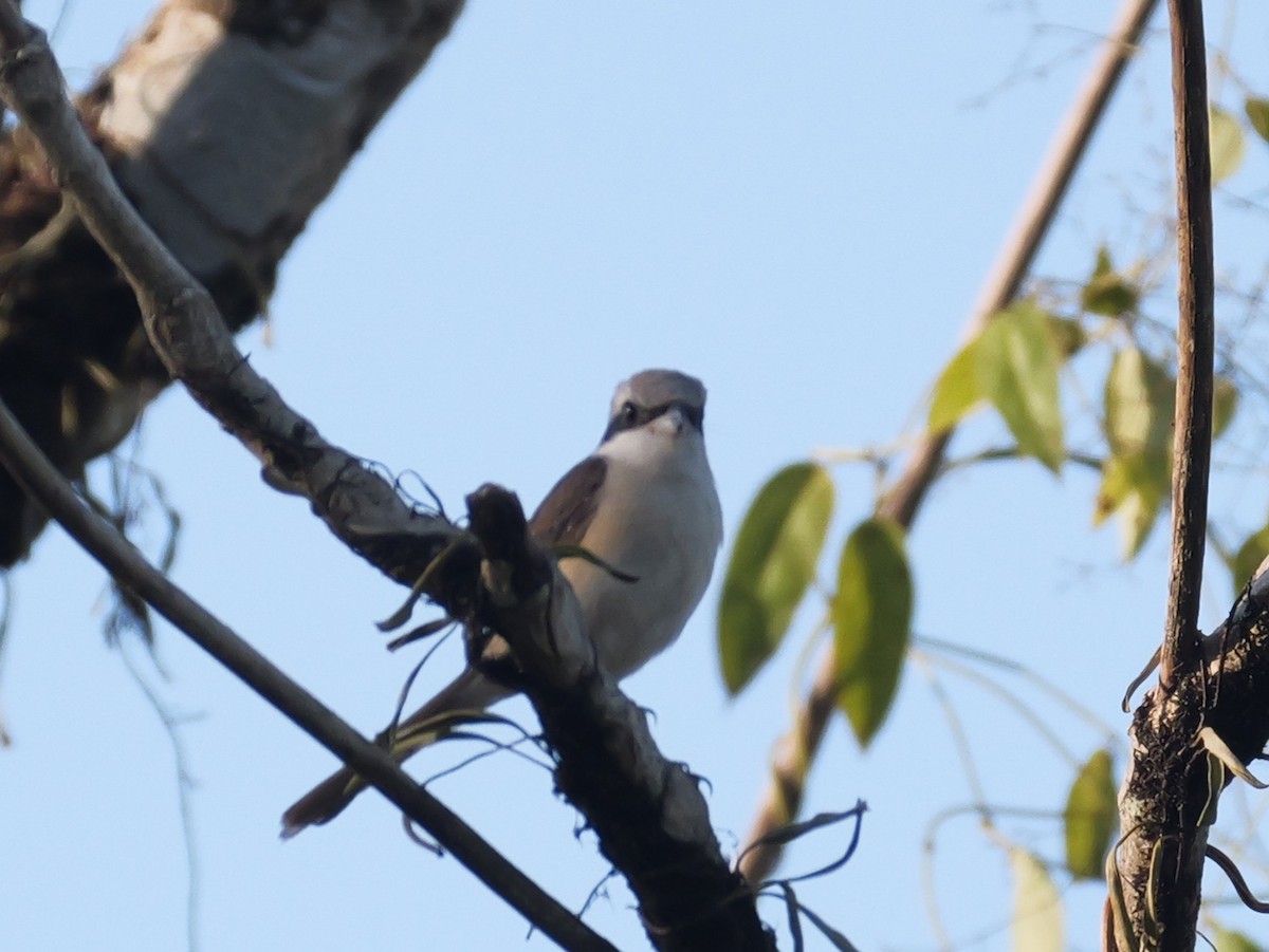 Ухаа дунхай - ML615453522