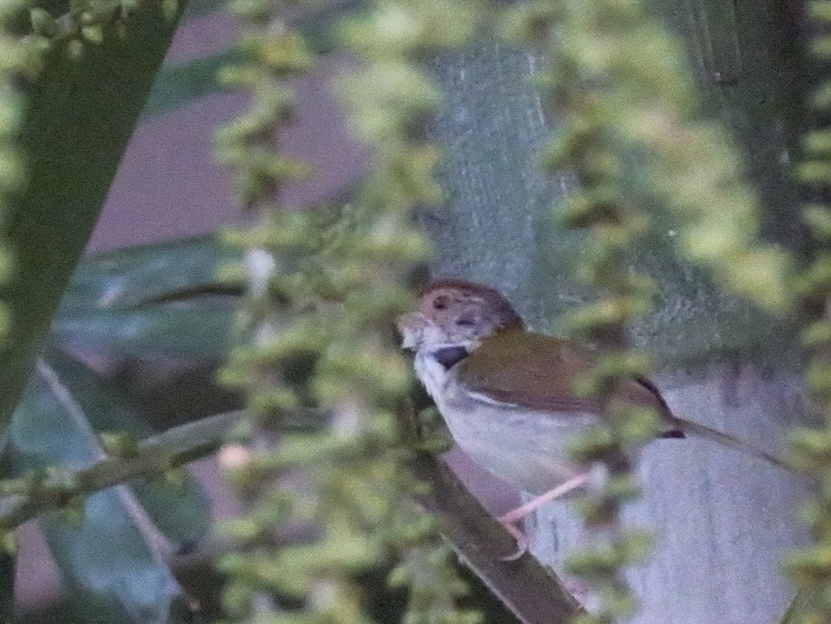 Common Tailorbird - ML615453550