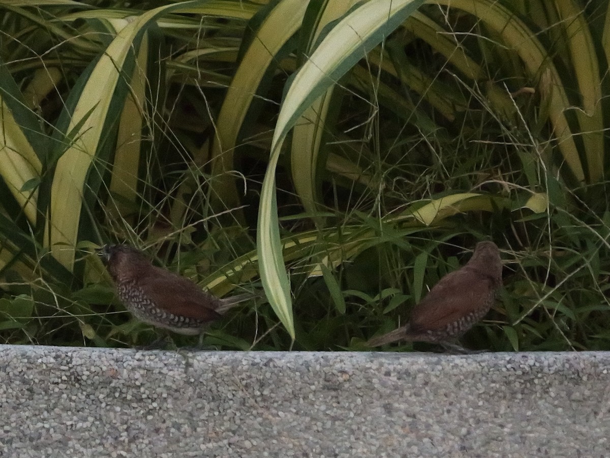 Scaly-breasted Munia - ML615453557