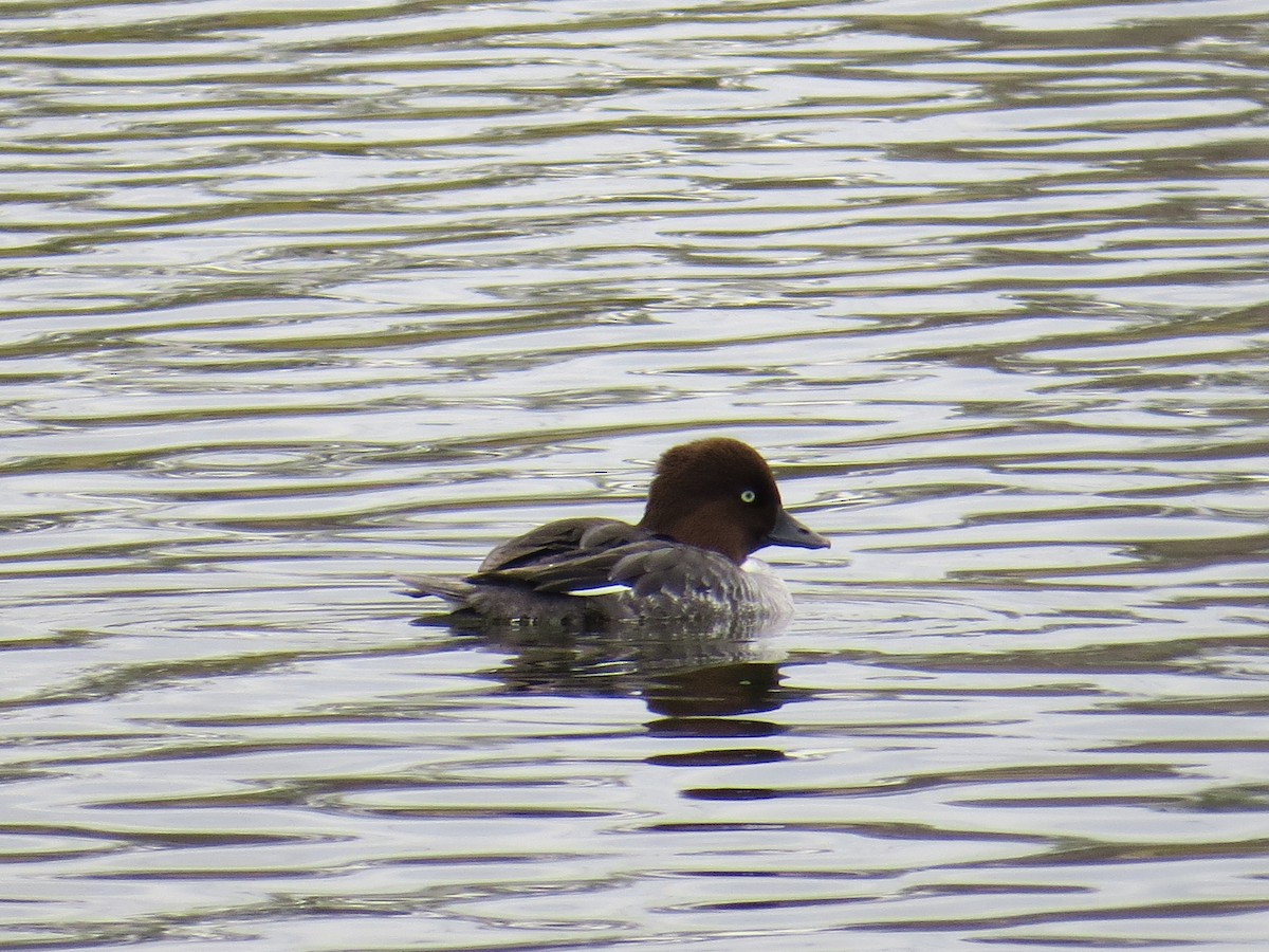 Common Goldeneye - ML615453560