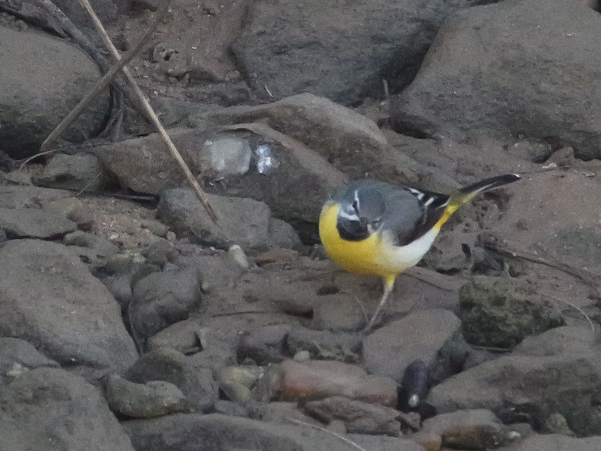 Уулын цэгцгий - ML615453568