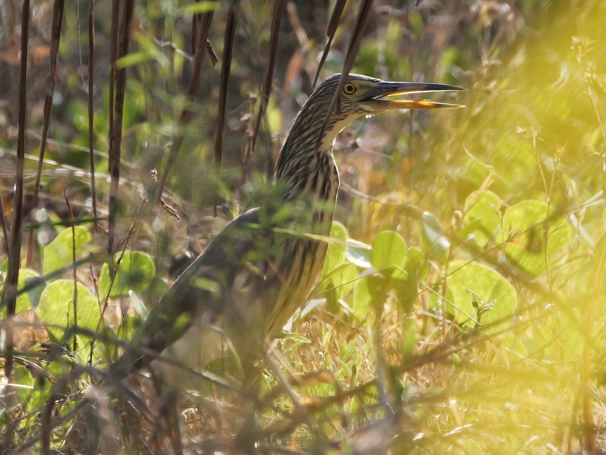 Цагаан сахлаг дэглэй - ML615453595