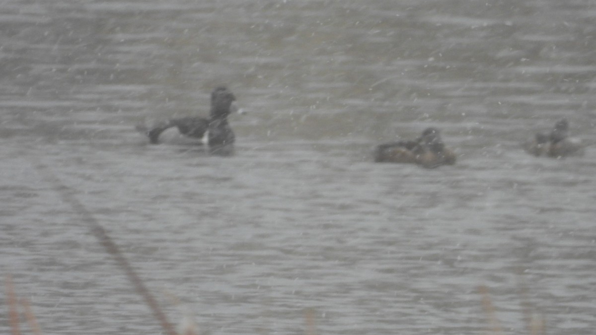 Ring-necked Duck - ML615453609