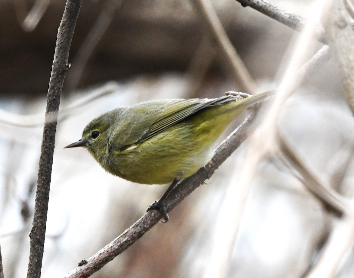 Orange-crowned Warbler - ML615453623