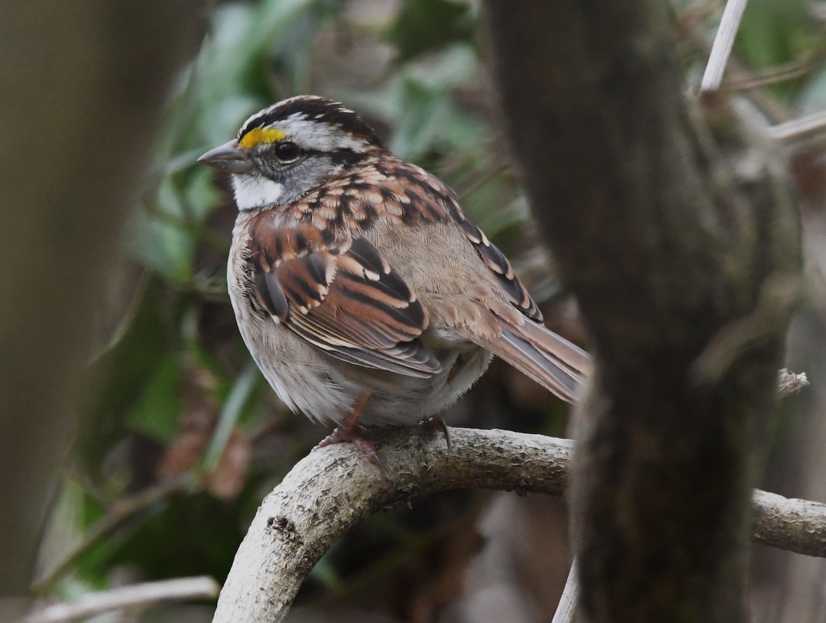 White-throated Sparrow - ML615453663