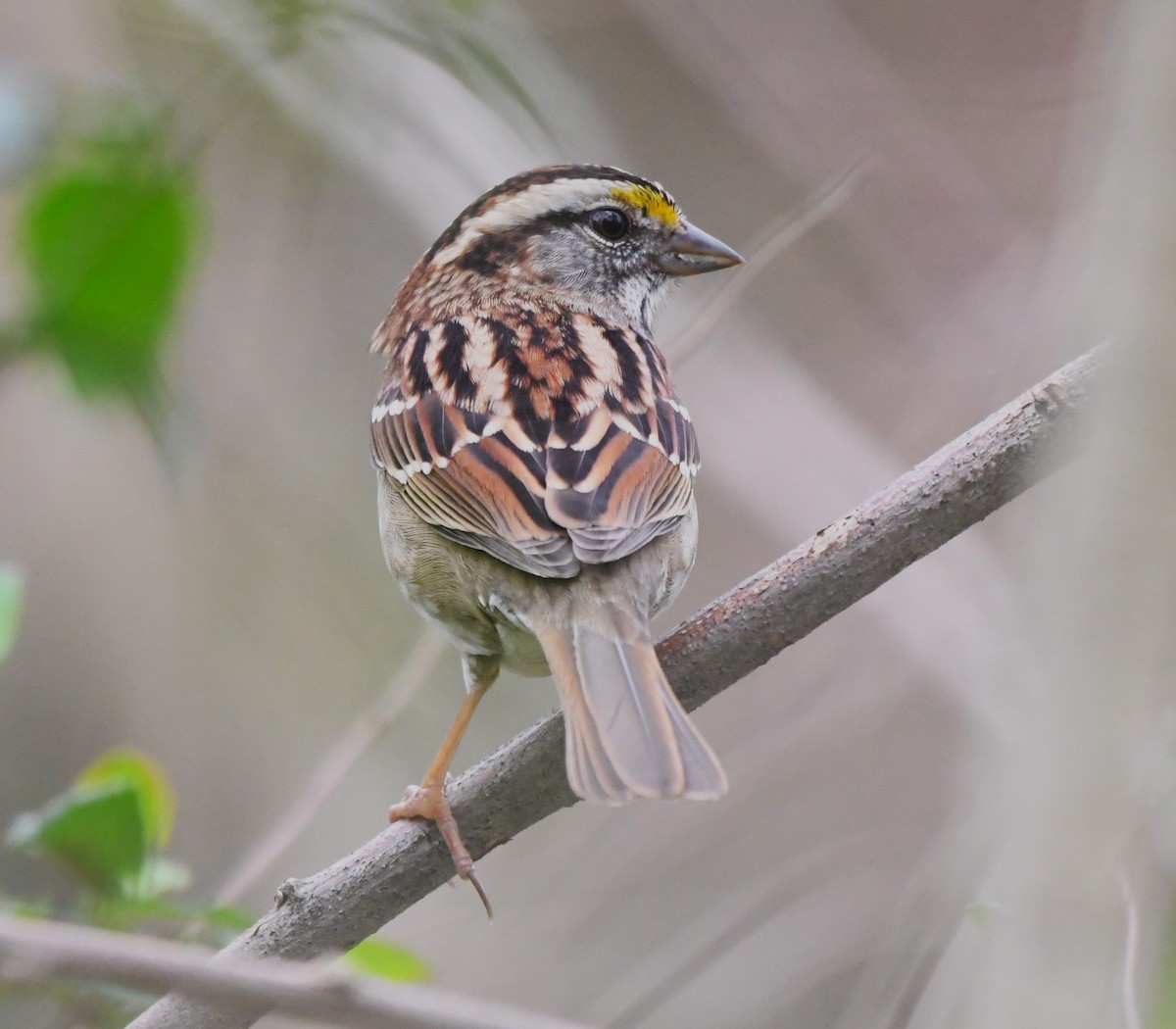 White-throated Sparrow - ML615453670