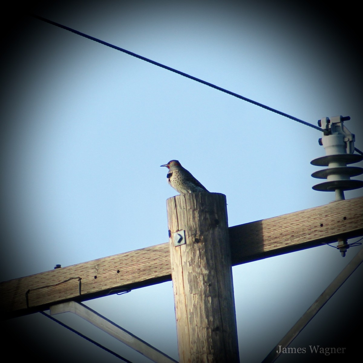 Northern Flicker (Yellow-shafted x Red-shafted) - ML615453673