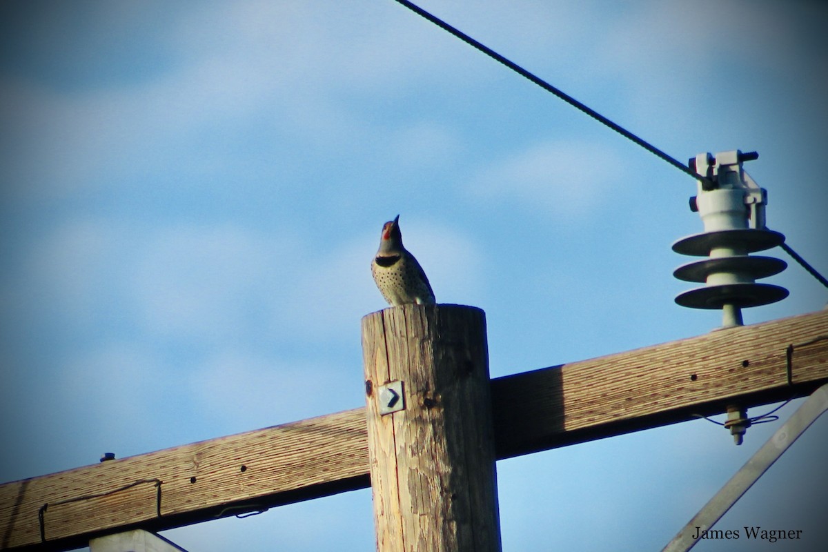 Northern Flicker (Yellow-shafted x Red-shafted) - ML615453674