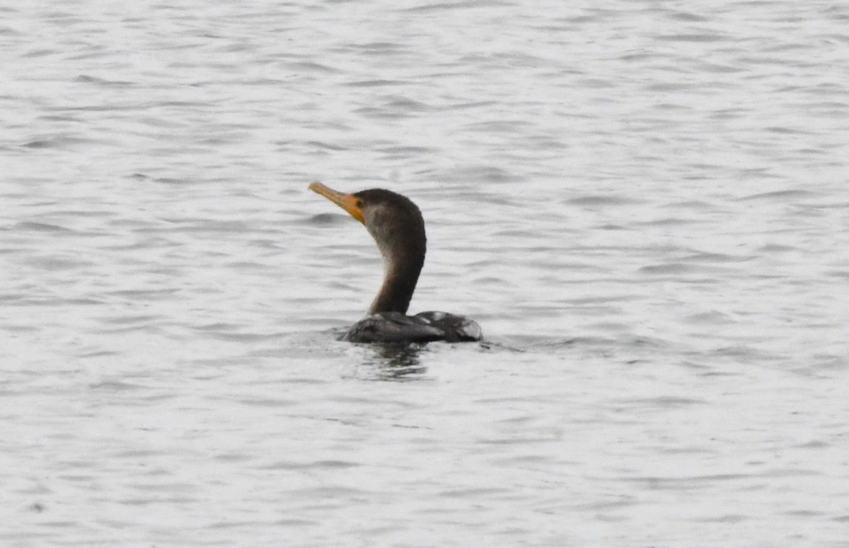 Double-crested Cormorant - ML615453676