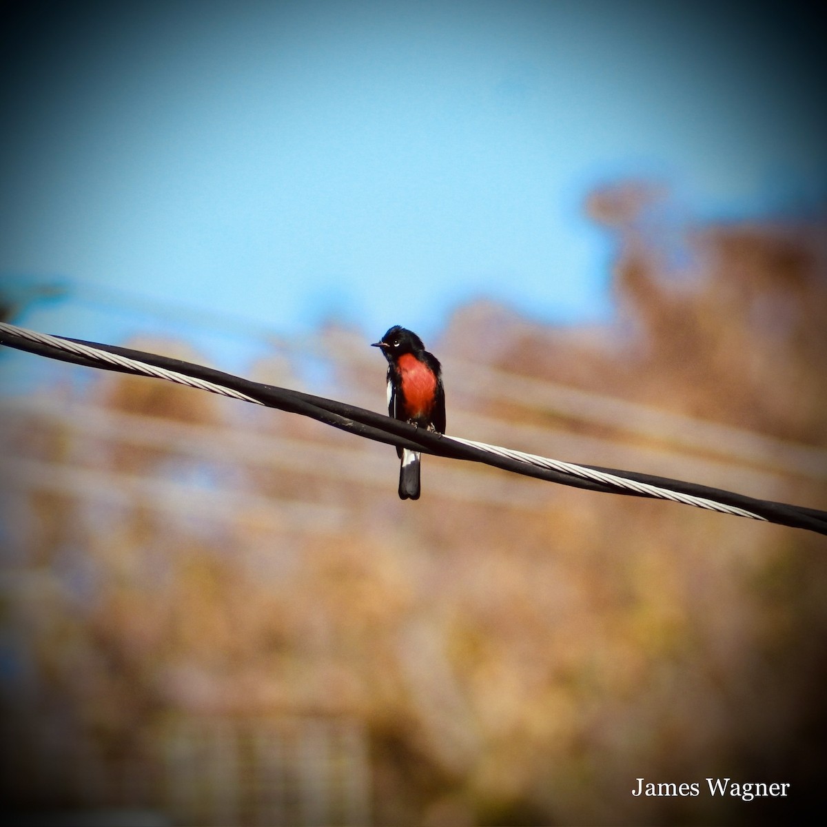 Painted Redstart - ML615453678