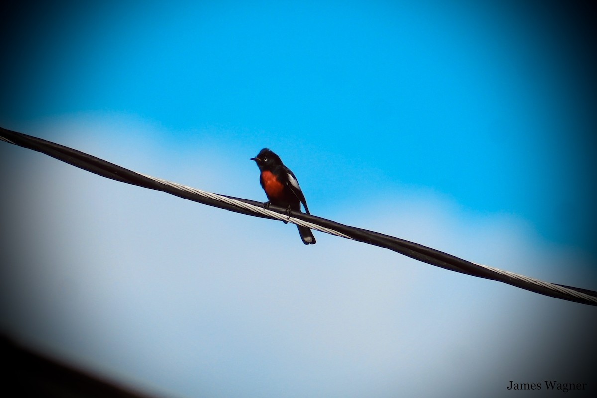 Painted Redstart - ML615453679