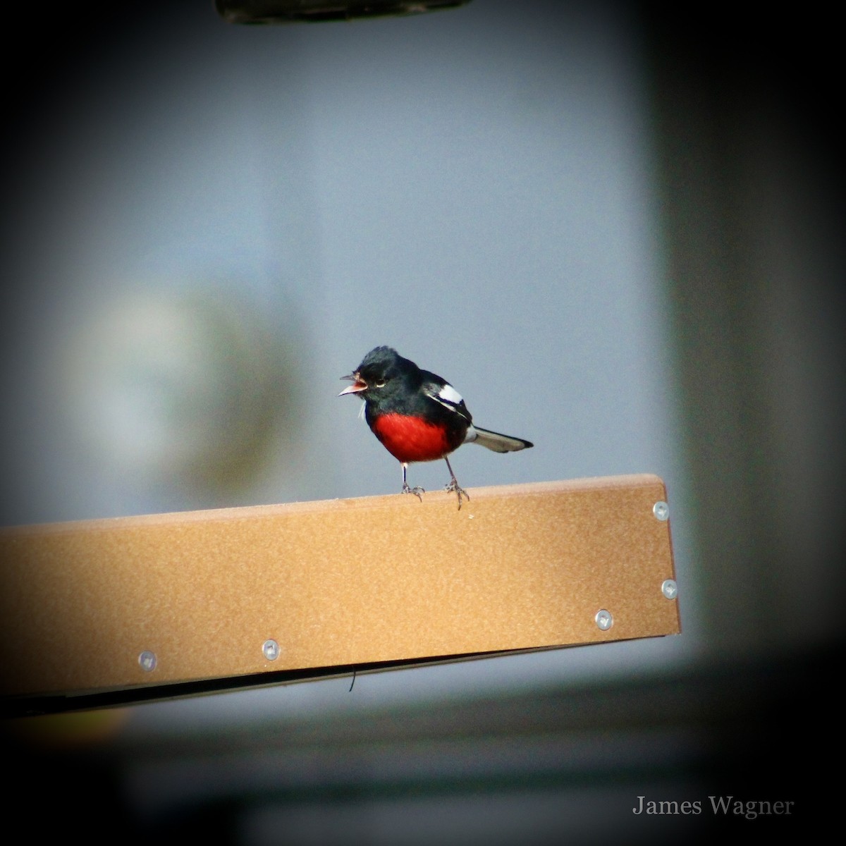 Painted Redstart - ML615453681