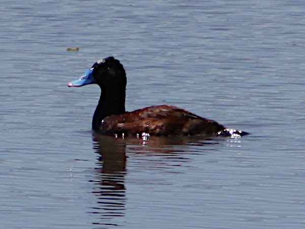 Blue-billed Duck - ML615453682