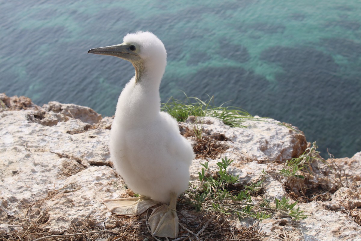 Brown Booby - ML615453739