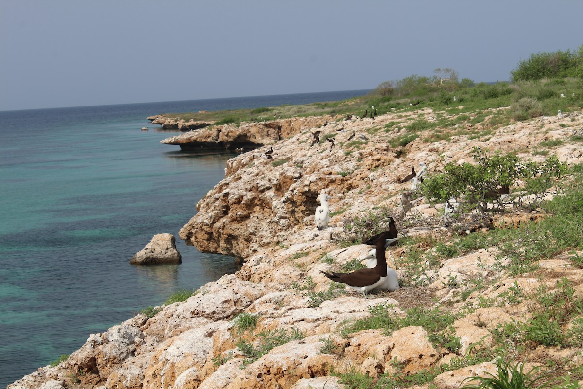 Brown Booby - ML615453741