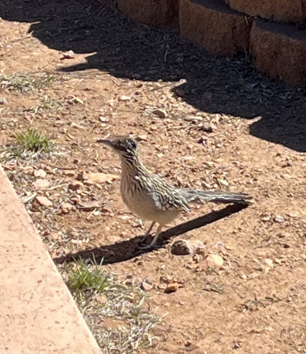 Greater Roadrunner - Leo Miller