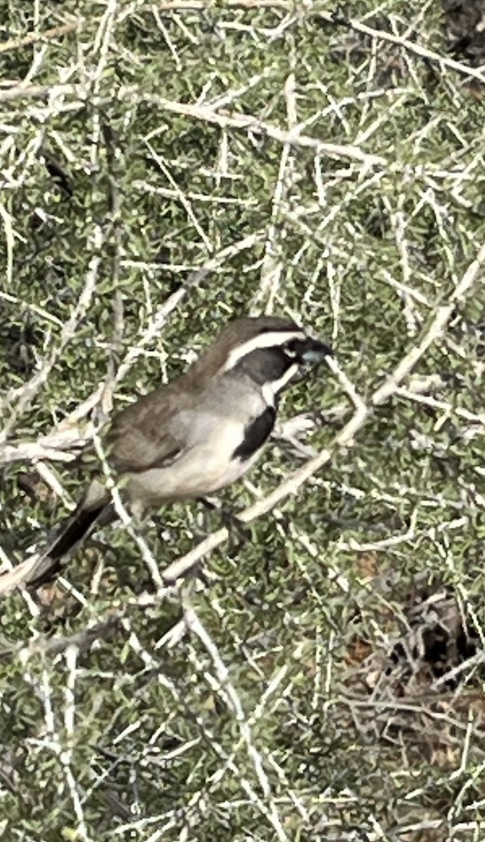 Black-throated Sparrow - Leo Miller