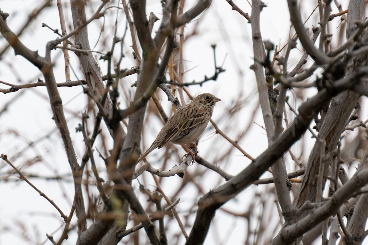 Vesper Sparrow - ML615453921