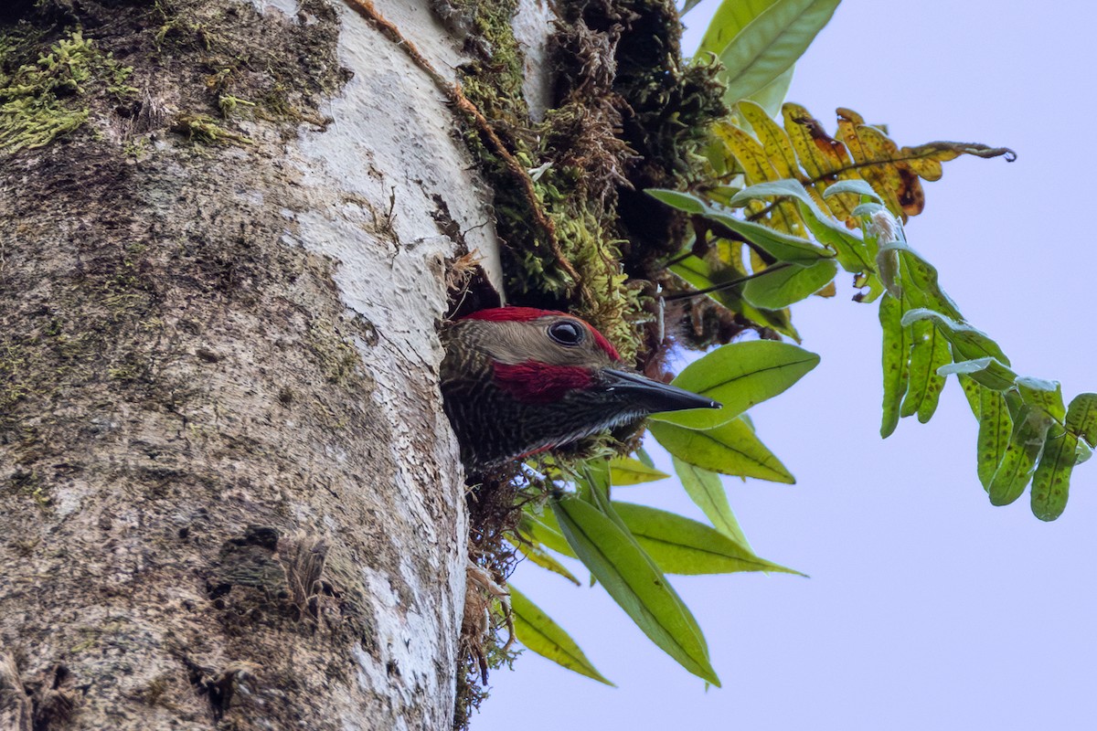 Golden-olive Woodpecker - ML615453946