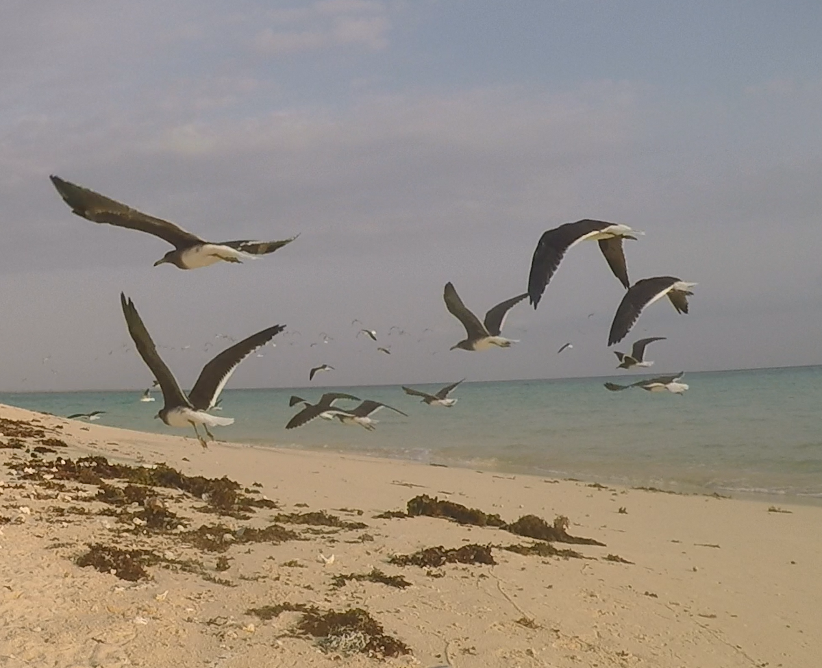 Gaviota Cejiblanca - ML615454010