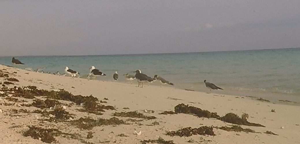 White-eyed Gull - ML615454024