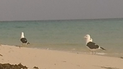 Lesser Black-backed Gull - ML615454035