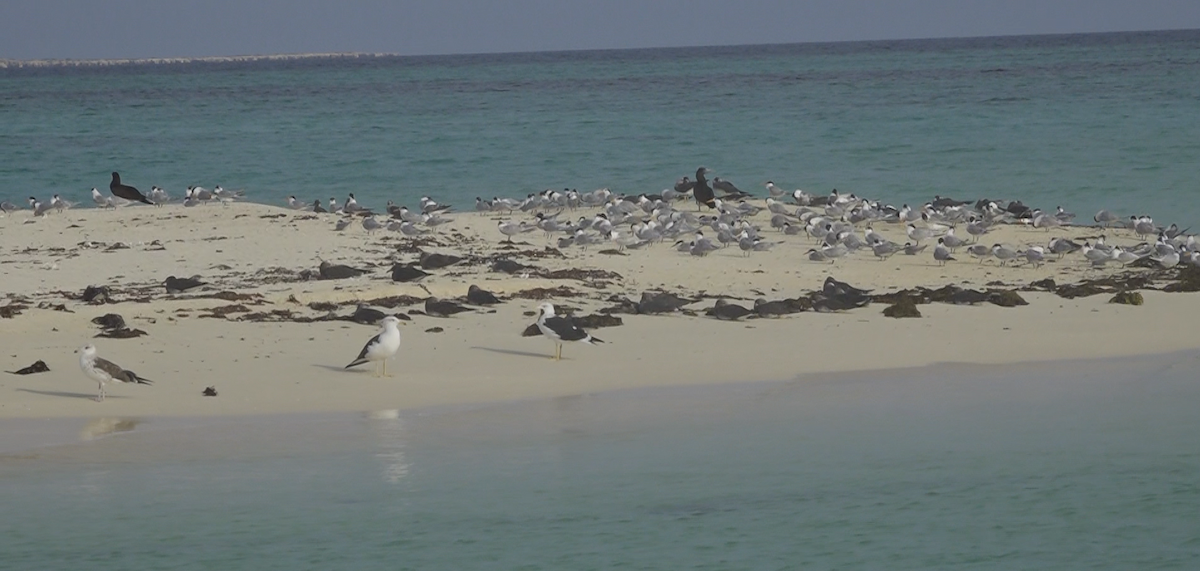 Lesser Black-backed Gull - ML615454036