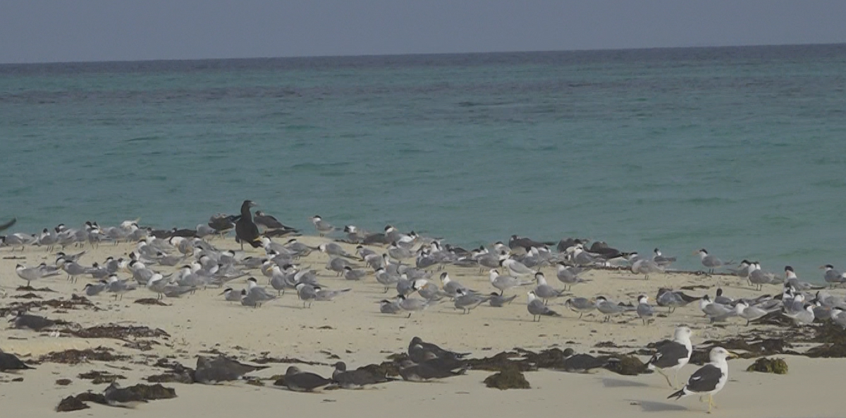 Great Crested Tern - ML615454042