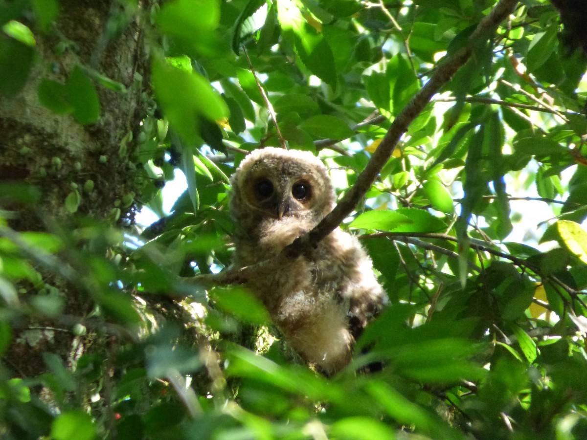 Rufous-legged Owl - Fiona Santibáñez