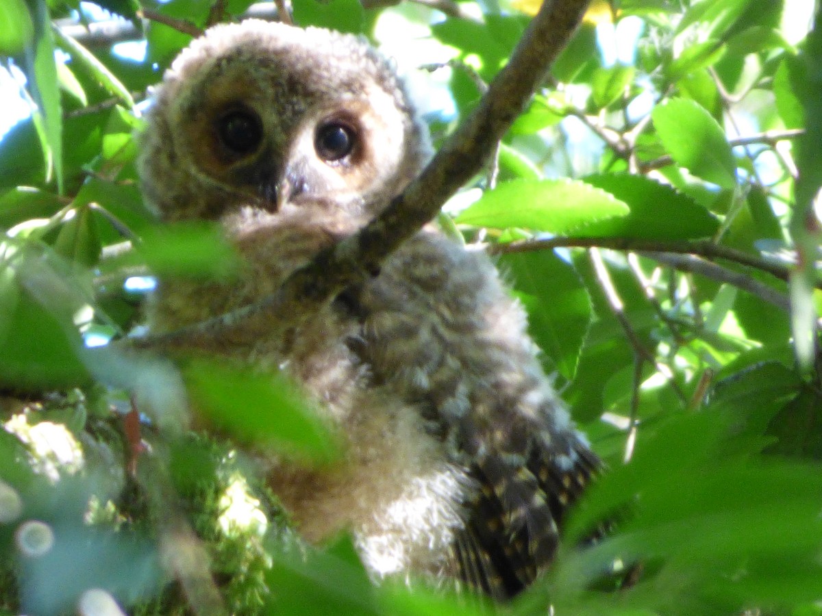 Rufous-legged Owl - Fiona Santibáñez