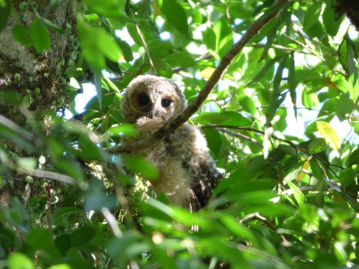 Rufous-legged Owl - Fiona Santibáñez