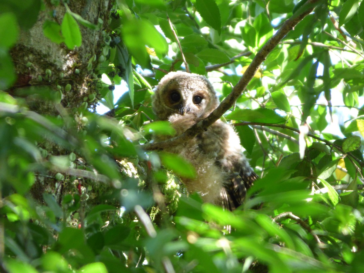 Rufous-legged Owl - Fiona Santibáñez