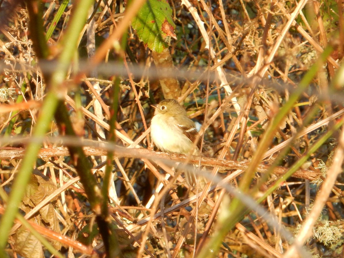 Moucherolle à ventre jaune - ML615454103