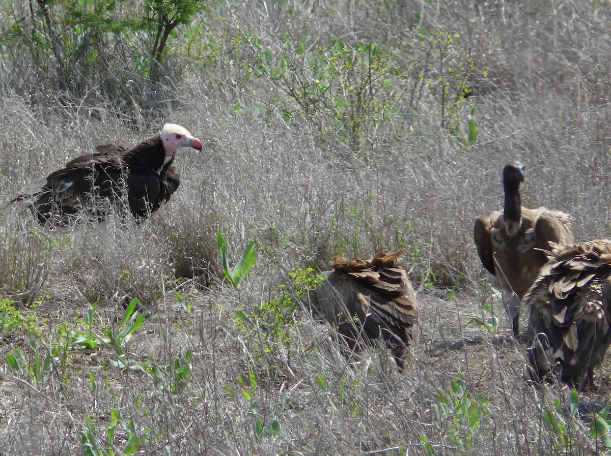 White-headed Vulture - ML615454120